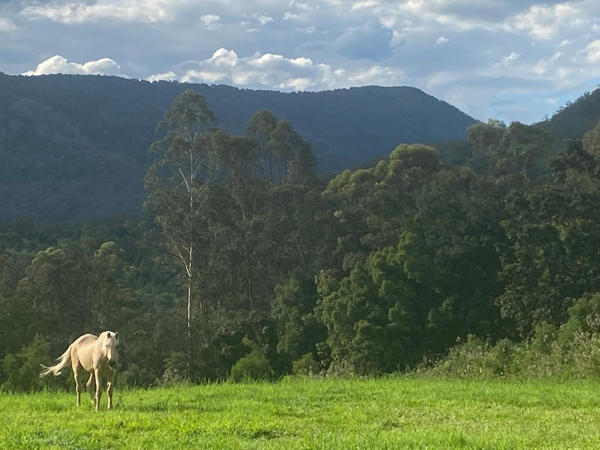Nimbin Waterfall Retreat Exterior photo